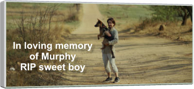 In loving memory of Murphy   RIP sweet boy