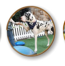 focused great dane from mckaynine doing k9 yoga demonstration