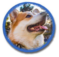 mckaynine puppy graduate smiling