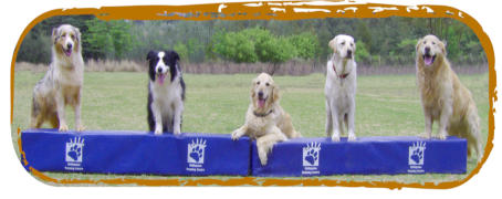 mckaynine honeydew advanced obedience dogs showing off