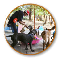 mckaynine instructor facilitating happy play between puppies during class