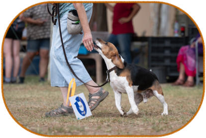 beagle and handler taking a tight turn during rally obedience