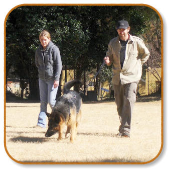 training session for scent work for dog trained on conservation targets