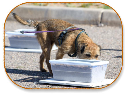 border terrier doing scent work
