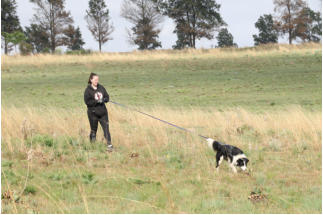 border collie on a track with handler