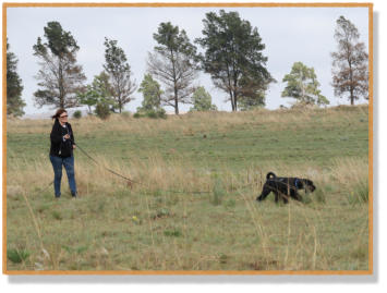 standard schnauzer tracking with handler