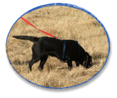 labrador tracking