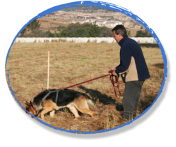german shepherd tracking with handler