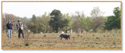 australian cattle dog tracking with handler and instructor