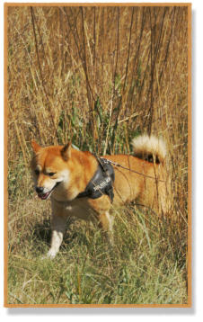 shiba inu tracking