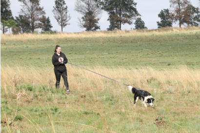 border collie on a track with handler
