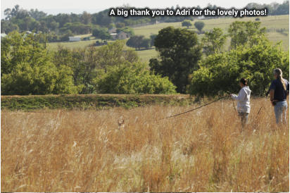 small breed tracking in long grass